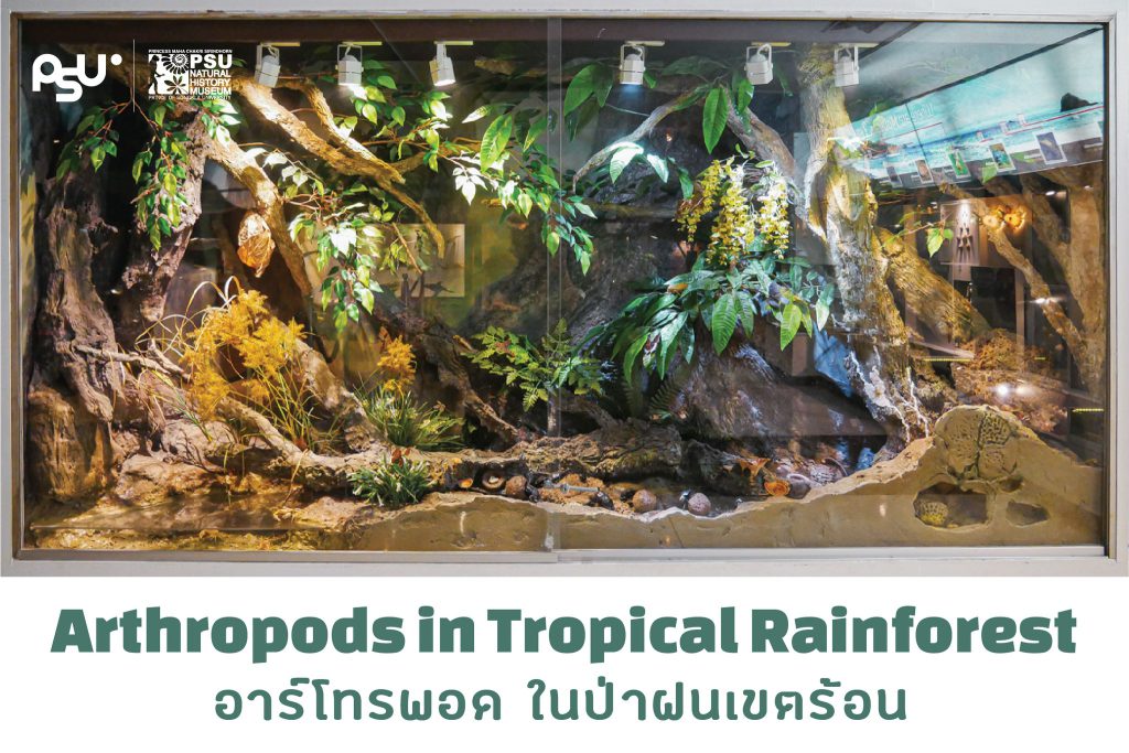 Arthropods ป่าฝนเขตร้อน