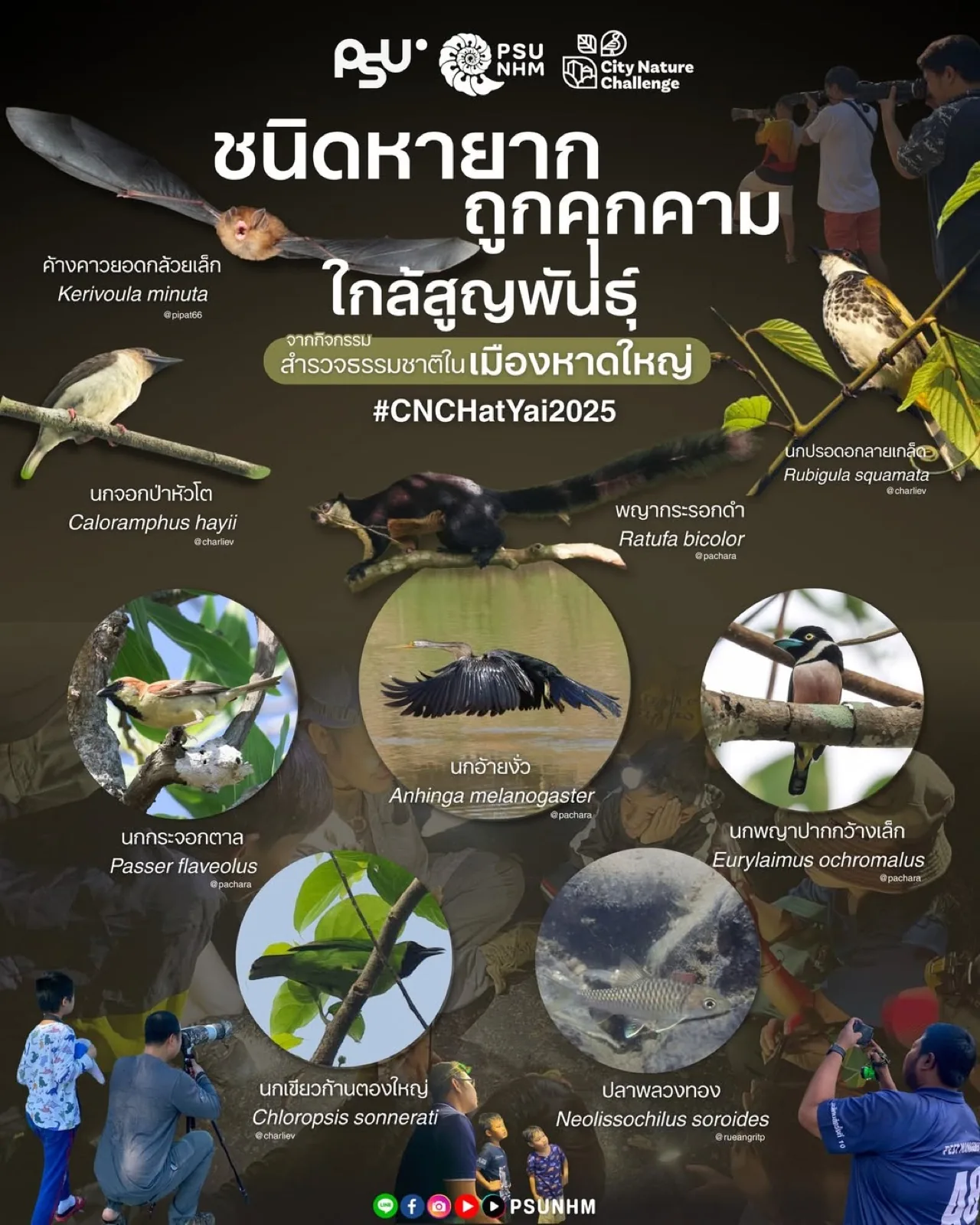 อินโฟกราฟิกชนิดหายากและใกล้สูญพันธุ์ที่พบจาก City Nature Challenge Hat Yai 2025 เช่น ค้างคาวยอดกล้วยเล็กและพญากระรอกดำ