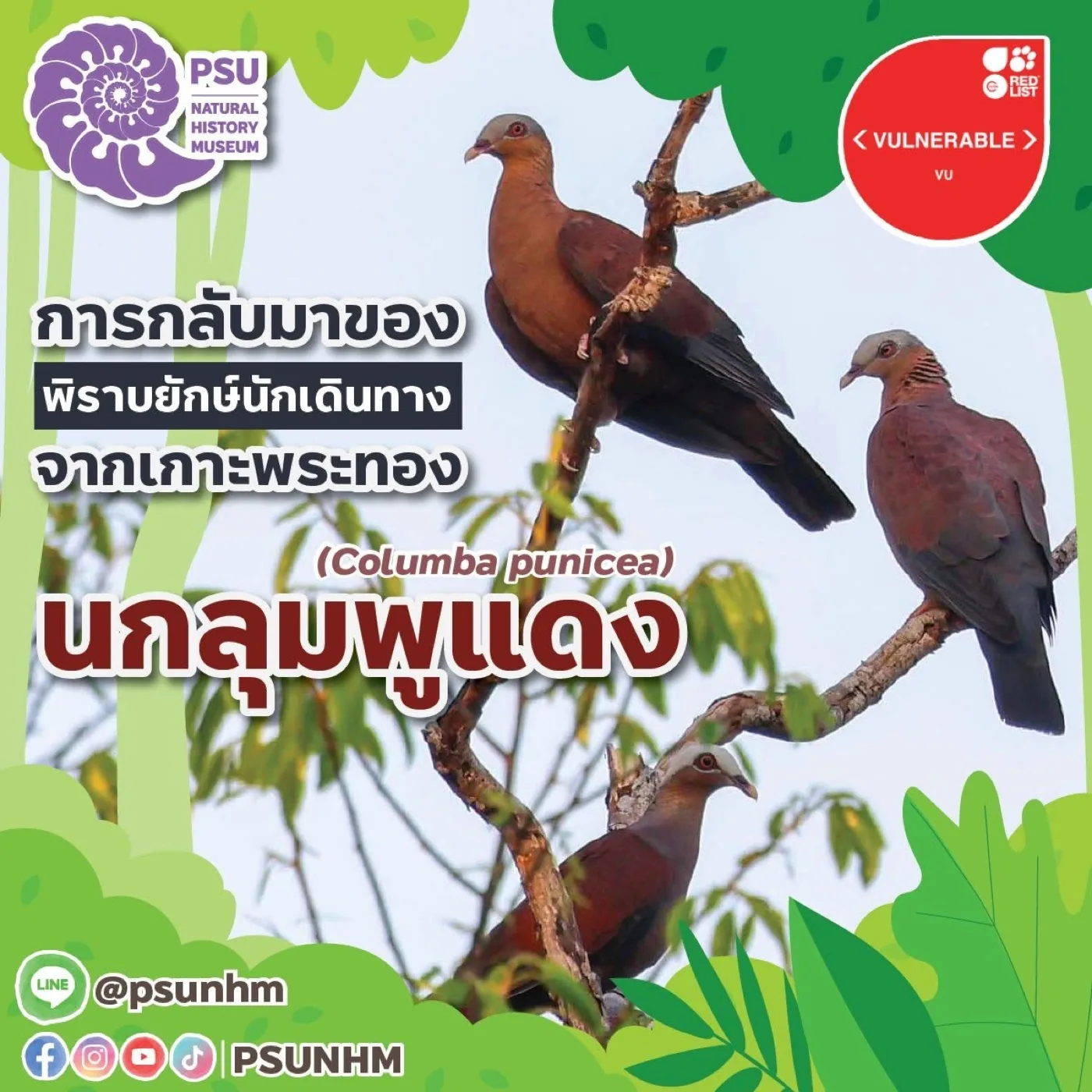 Pale-capped Pigeon (Columba punicea) recorded on Koh Phra Thong, Phang Nga, by PSUNHM biodiversity monitoring